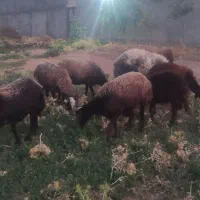 فروختن گوسفند
