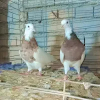 تعدادی کبوتر زیبا