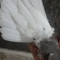 قهوی دم سفید جوون 15پردم|پرنده|اهواز, کوی مندلی(سه راه خرمشهر)|دیوار