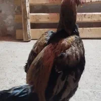 یک جوجه خروس لاری