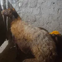 میش وبره|حیوانات مزرعه|کرمانشاه, |دیوار