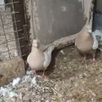 3جفت سینه زرد|پرنده|جلفا, |دیوار