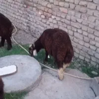 بره نر برای پروار جنس بالا