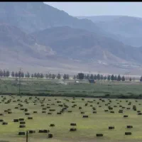 فروش یونجه
