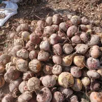 **چغندرشلغم برای دام|لوازم جانبی حیوانات|دلیجان, |دیوار