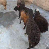 فروش میش جوان|حیوانات مزرعه|قیدار, |دیوار