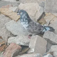 فراری|حیوانات|اردبیل, |دیوار