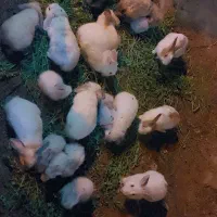 ۵عددخرگوش بزرگ۱۵عدد بچه خرگوش ۳هفته‌ای
