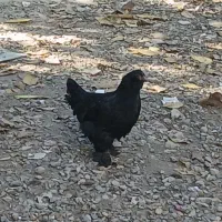 تخم مرغ تازه با نطفه صدرصد|حیوانات مزرعه|خان ببین, |دیوار