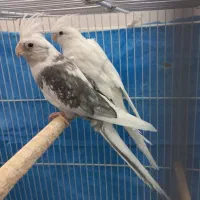 عروس هلندی البینو لوتینو وایت مولد به شرط جوجه