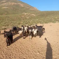 ۱۵ بز ترکی زاییده