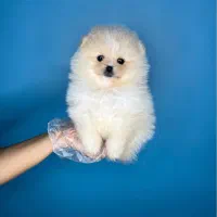 سگ پامر خرسی مستقیم از پرورشدهنده بدون واسطه|سگ|شیراز, باهنر|دیوار