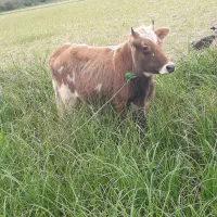 لیشه چالوسی اصیل ورزا گاو|حیوانات مزرعه|رشت, حومه رشت|دیوار