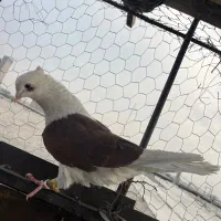 دوکت سرخ نر طوقی ماده