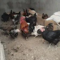 تخم مرغ نطفه دار گلین و خوراکی|حیوانات مزرعه|خرمشهر, |دیوار