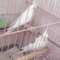 عروس هلندی لوتینو و آلبینو