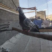 کفتر کبوتر