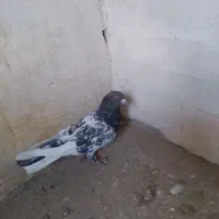 طوقی سیاه نر،ساده سبز نر،کله بادمجان نر|پرنده|قوچان, |دیوار