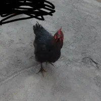 مرغ تخم گذار جوان