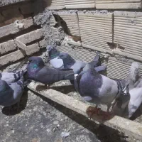کبوتر پر  سو قدیم|پرنده|فرخشهر, |دیوار