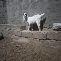 بز مری|حیوانات مزرعه|زابل, |دیوار