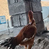 خروس لاری|حیوانات مزرعه|پاوه, |دیوار