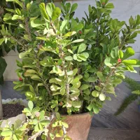 گلهای مخصوص کافی شاپها ،رستورانها ، روف گاردن|گل و گیاه طبیعی|تهران, استقلال|دیوار