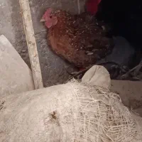 یک عدد مرغ کرک