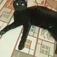 گربه برتیش شورت هیر فول بلک