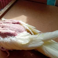 عروس هلندی جفت آمریکایی