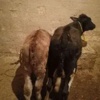 دو عدد گوساله جنس نر|حیوانات مزرعه|کوهدشت, |دیوار