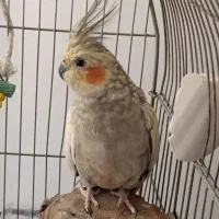 عروس هلندی مولد با وسایل