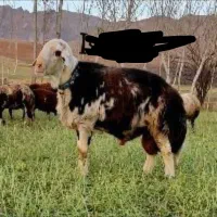 قوچ    اصل اصیل