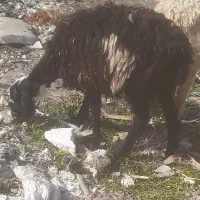 بره گوسفند افشاری|حیوانات مزرعه|مینودشت, |دیوار