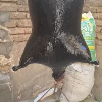 هیزه نونو|ظروف نگهدارنده، پلاستیکی، یکبارمصرف|کرمانشاه, |دیوار