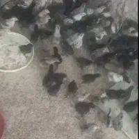 جوجه محلی اصل اصل