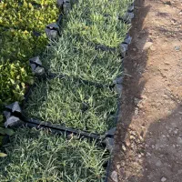 انواع نشا گل جعبه اطلسی|گل و گیاه طبیعی|محلات, |دیوار