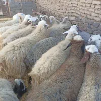 تعداد 18رس میش آبستن اکسرن مایه کردن|حیوانات مزرعه|جوین, |دیوار