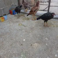 لاری|حیوانات مزرعه|صحنه, |دیوار