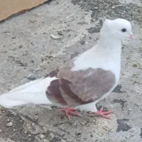 یک ماده کشتری بدون عیب لون دار