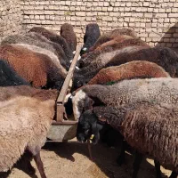 شیشک گوسفند جوان|حیوانات مزرعه|هشتگرد, شهرک گلها|دیوار