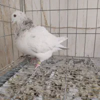 نر تکسن|پرنده|یزد, |دیوار