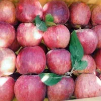 سیب شکی درجه ۱