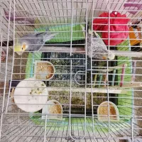 دو عدد عروس هلندی نر و ماده همراه قفس و کلبه 2400|پرنده|اهواز, کوی سعدی|دیوار