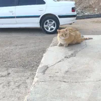 حیوان خانگی گربه