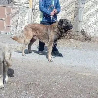 واگذاری سگ سرابی