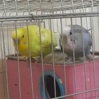 یک جفت مرغ عشق|پرنده|برازجان, |دیوار