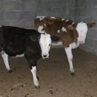 گوساله سمینتال