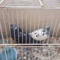 کبوترنوک ریز|پرنده|بندرعباس, |دیوار