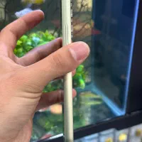 a54|موبایل|شیراز, زند|دیوار